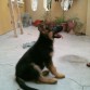 este es drako mi pastor aleman ahora tiene 2 meses